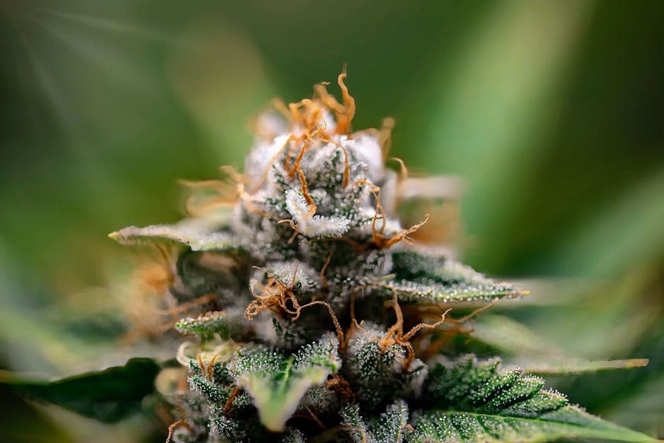 What Are Terpenes? How They Shape Your Cannabis Experience