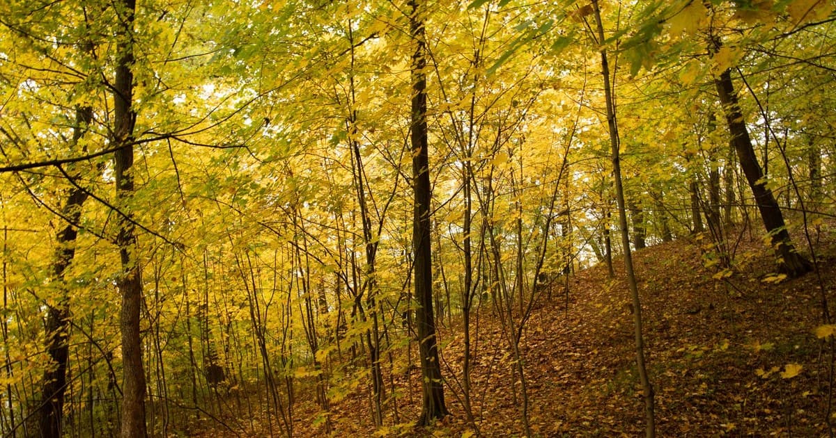 Stunning autumn forest scene with golden leaves and serene woodland atmosphere.